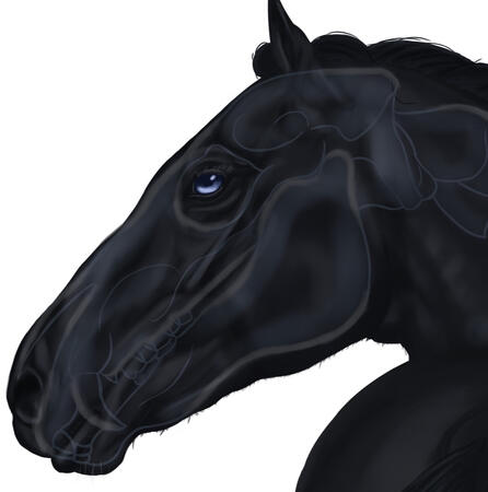 Xray horse